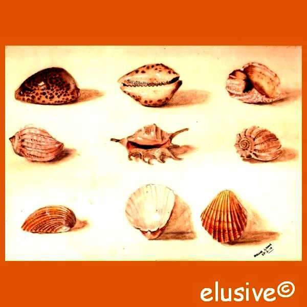 EDWARDIAN WATER COLOUR PAINTING (1918). 'Sea Shells' by Nellie Lyons. Beautiful. Unframed.