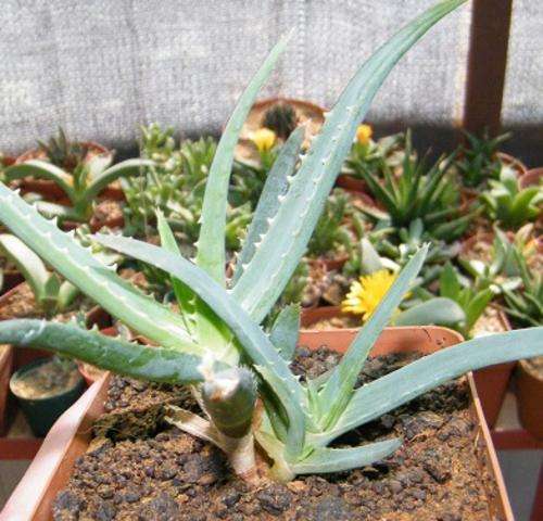Aloe forbesii plants