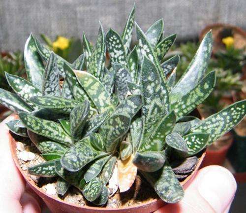 Gasteria bicolor var. liliputana plants