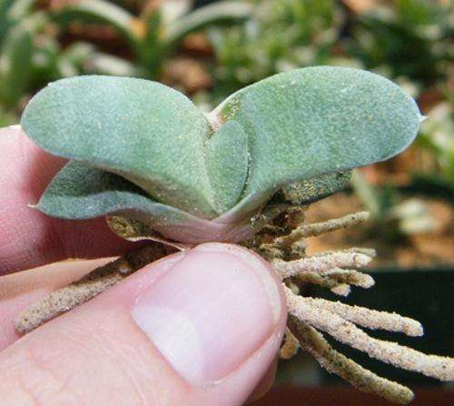 Gasteria glomerata