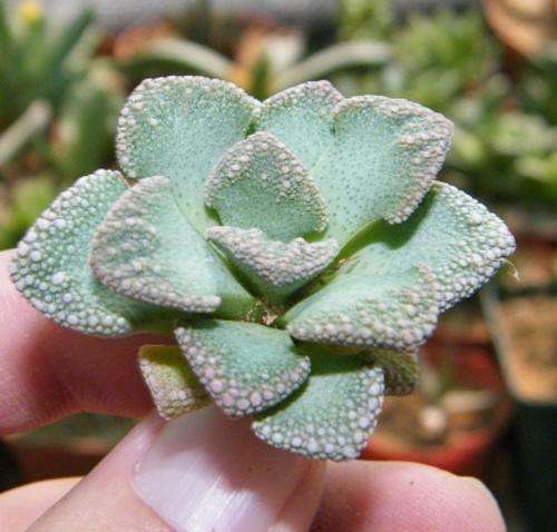 Titanopsis calcarea plants
