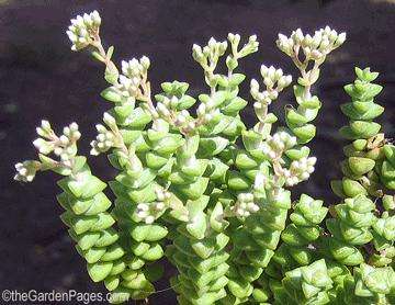 Crassula rupestris