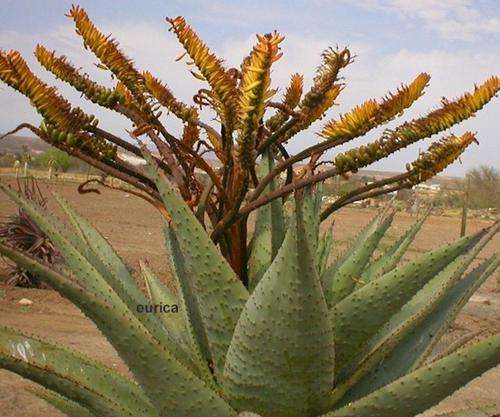Aloe marlothii seedlings