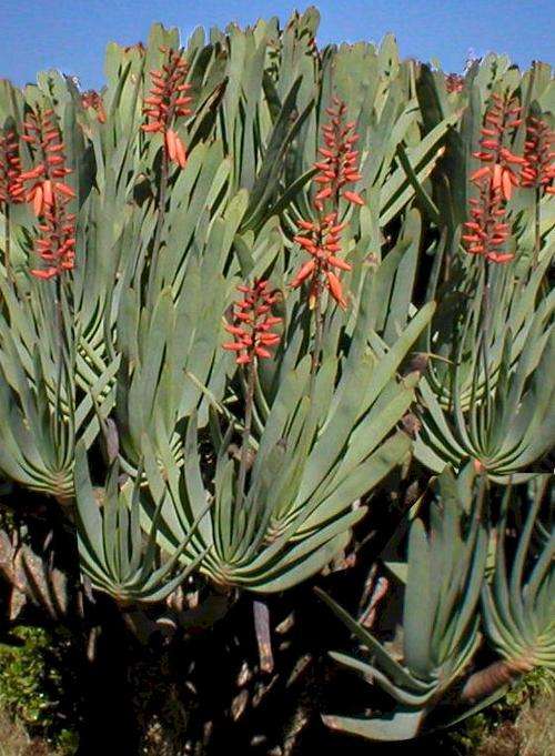 Aloe plicatilis