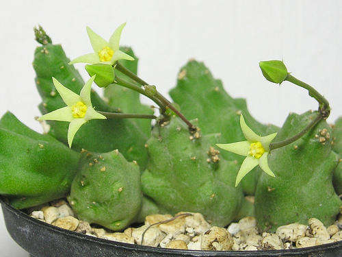 Piaranthus decorus plants