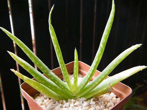 Aloe vera plants