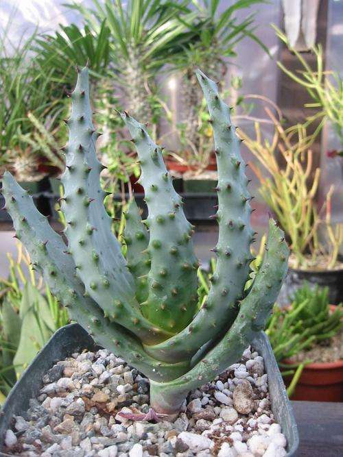 Aloe marlothii