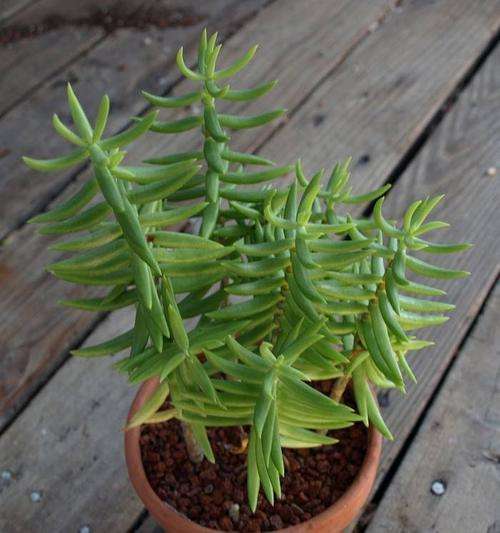 Crassula tetragona