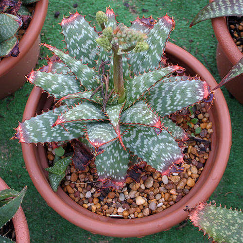 Aloe grandidentata plants