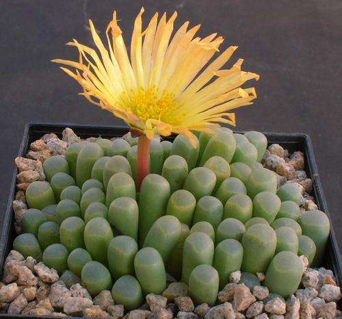 Fenestraria aurantiaca