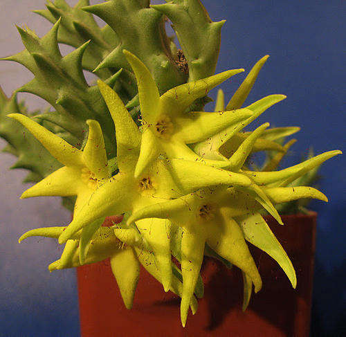 Orbea lutea var lutea