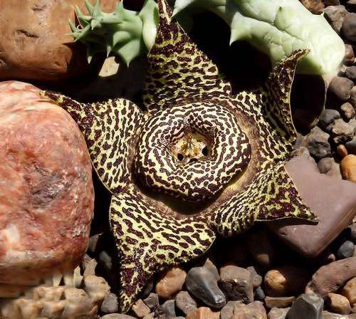 Orbea namaquensis plants