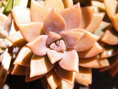 Crassula sp. plants