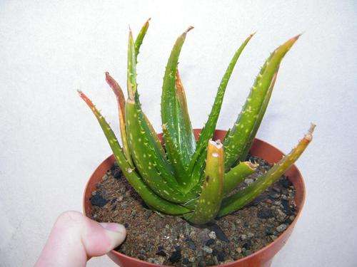Aloe longistyla hybrid