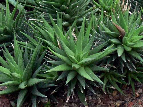 Haworthia glabrata