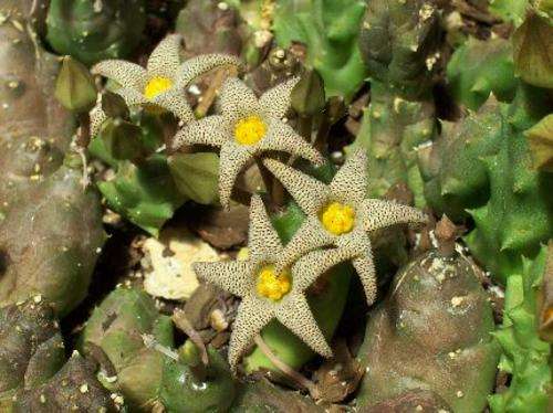 Piaranthus punctatus plants
