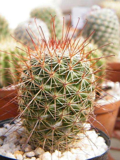 Cactus
