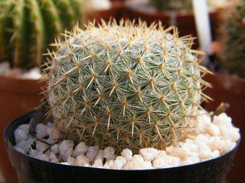 Cactus