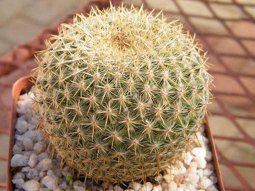 Cactus - Medium