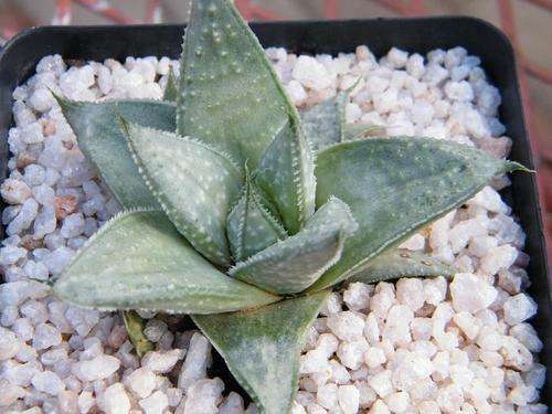 Gasteria "Grey ghost"
