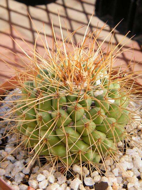 Cactus - Large