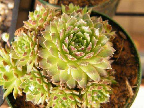 Sempervivum sp.