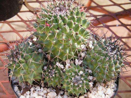 Cactus - Large