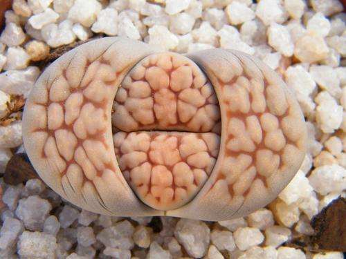 Lithops species