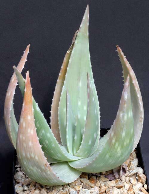 Aloe hereroensis