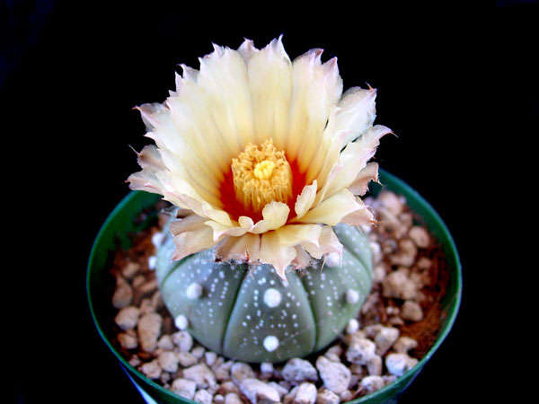 Astrophytum asterias