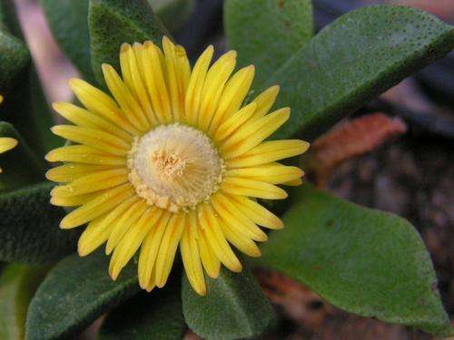 Nananthus aloides seedlings