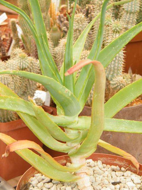 Aloe arborescense (thorn less variety)