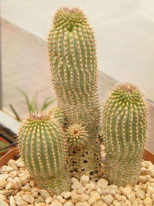 Hoodia annulata var pillifira plant