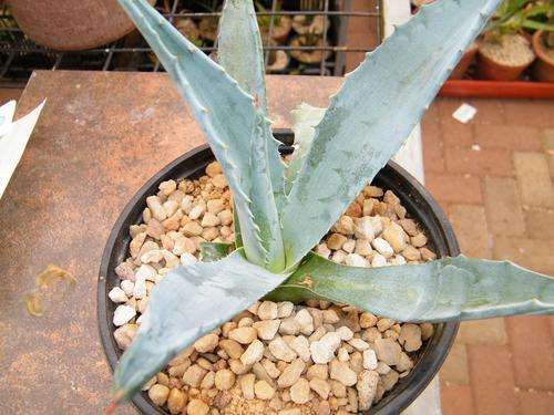 Agave americana (blue agave)
