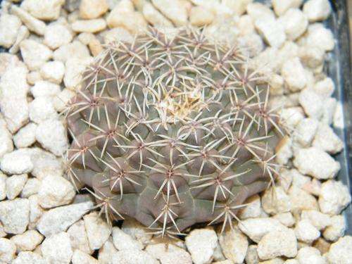 Gymnocalacium sp.
