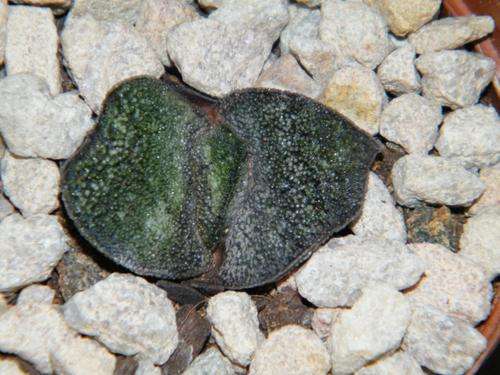 Gasteria batesiana "black beauty"