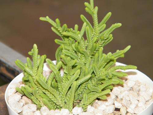 Crassula sp.