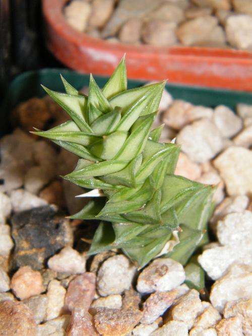 Astroloba spiralis