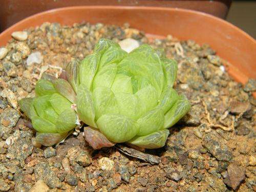 Haworthia cymbiformis var transiensis