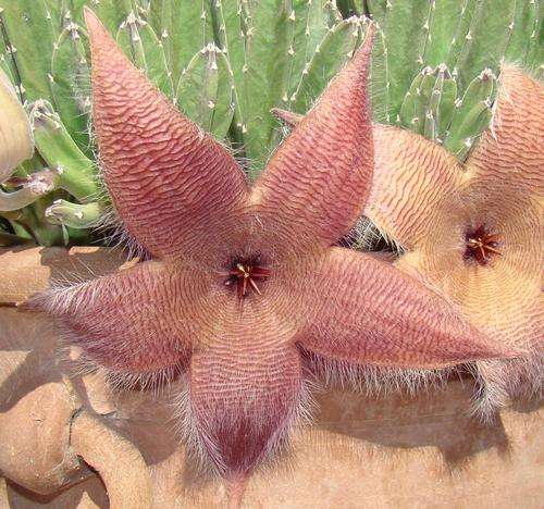 Stapelia grandiflora