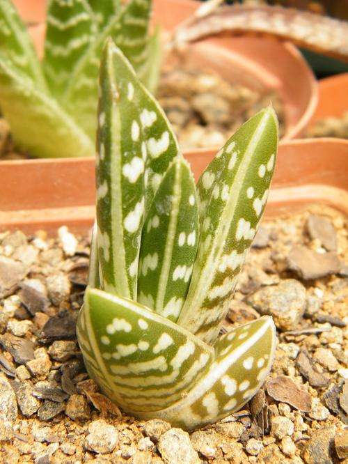 Aloe variegata (Kanniedood)
