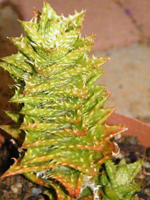 Aloe juvenna (Large)