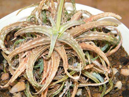 Aloe bakeri hybrid