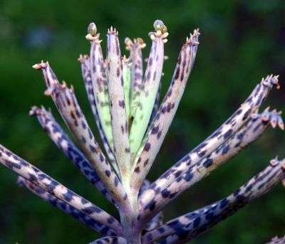 Kalanchoe tubiflora