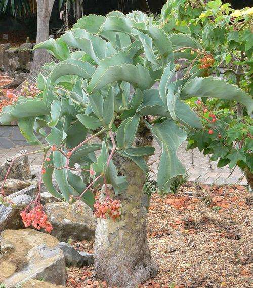 Cyphostemma juttai