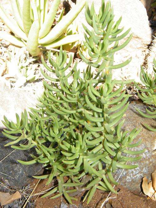 Crassula tetragona