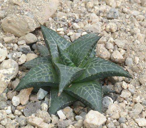 Haworthia tesselata (Kein kanniedood)