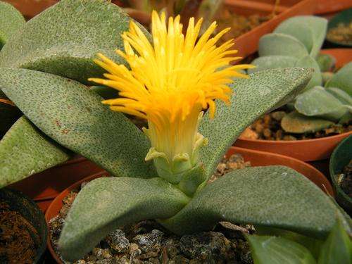Pleiospilos compactus