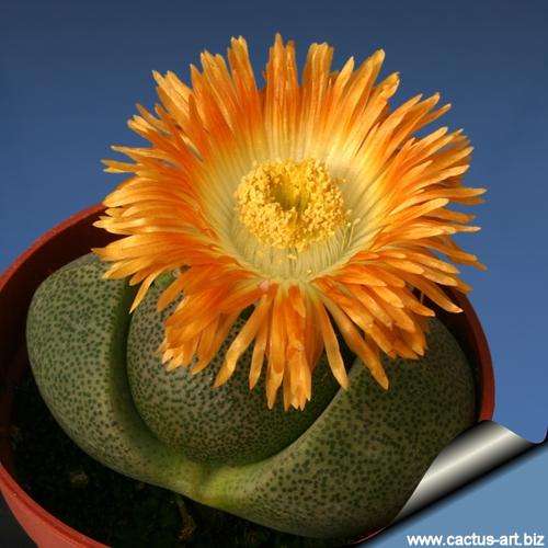 Pleiospilos nelli