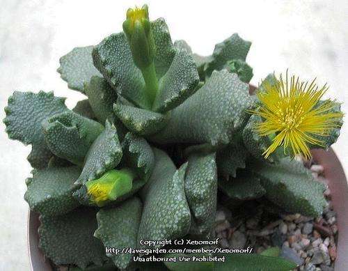Stomatium mustellinum plants